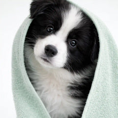 2-in-1 Pet Shampoo & Conditioner - Deodorizing