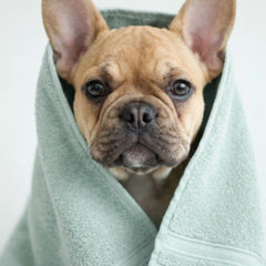 2-in-1 Pet Shampoo & Conditioner - Soothing